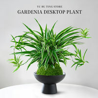 Hydroponic golden-edge spider plant, all-season indoor potted plant, roll-leaf hanging flower, green plant, living room, office, desktop potted plant thumbnail 5