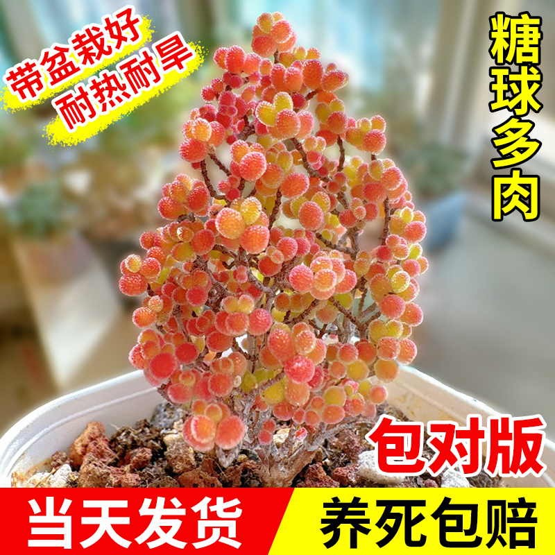 糖球番杏多肉植物花卉高端小盆栽稀有品种名贵精品罕见绿植好养活