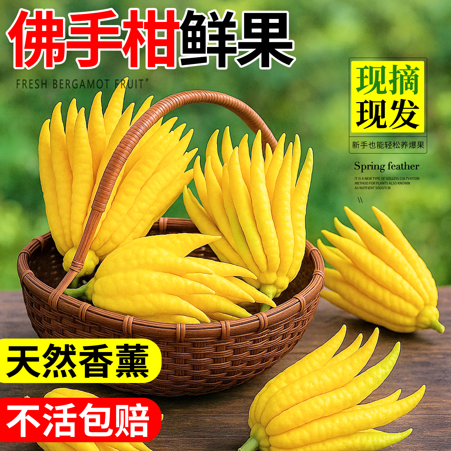 佛手柑水培植物带枝鲜果新鲜佛手瓜摆件室内水养绿植盆栽插花观赏