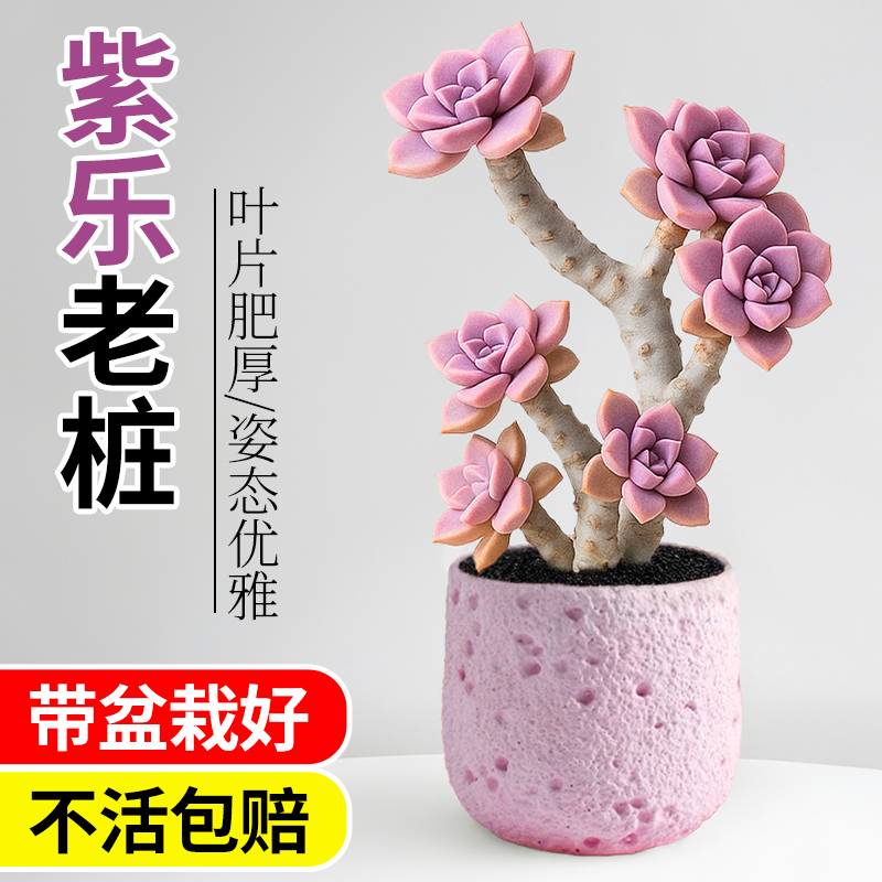 紫乐多肉植物多头群生造型老桩小盆栽办公室内桌面幼儿园绿植花卉