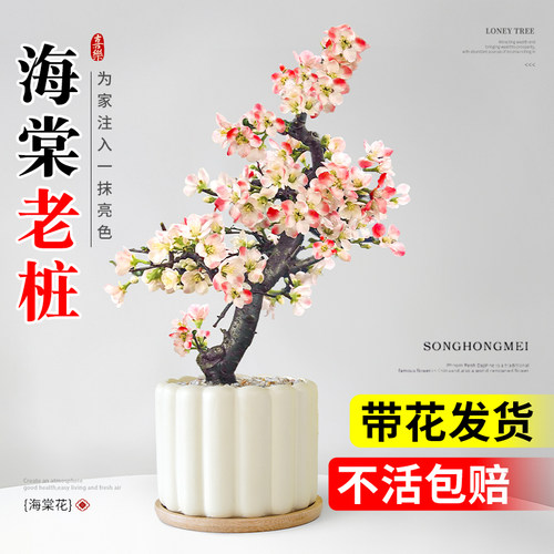海棠花盆栽室内植物办公室桌面花卉绿植四季重瓣老桩树苗造型盆景