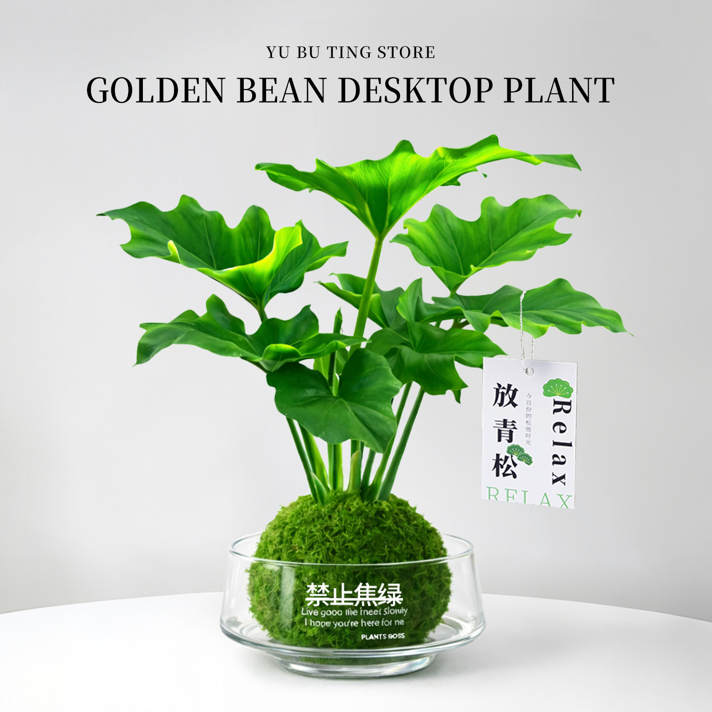 春羽苔藓球水培植物室内绿植盆栽办公室桌面盆景四季常青懒人好养