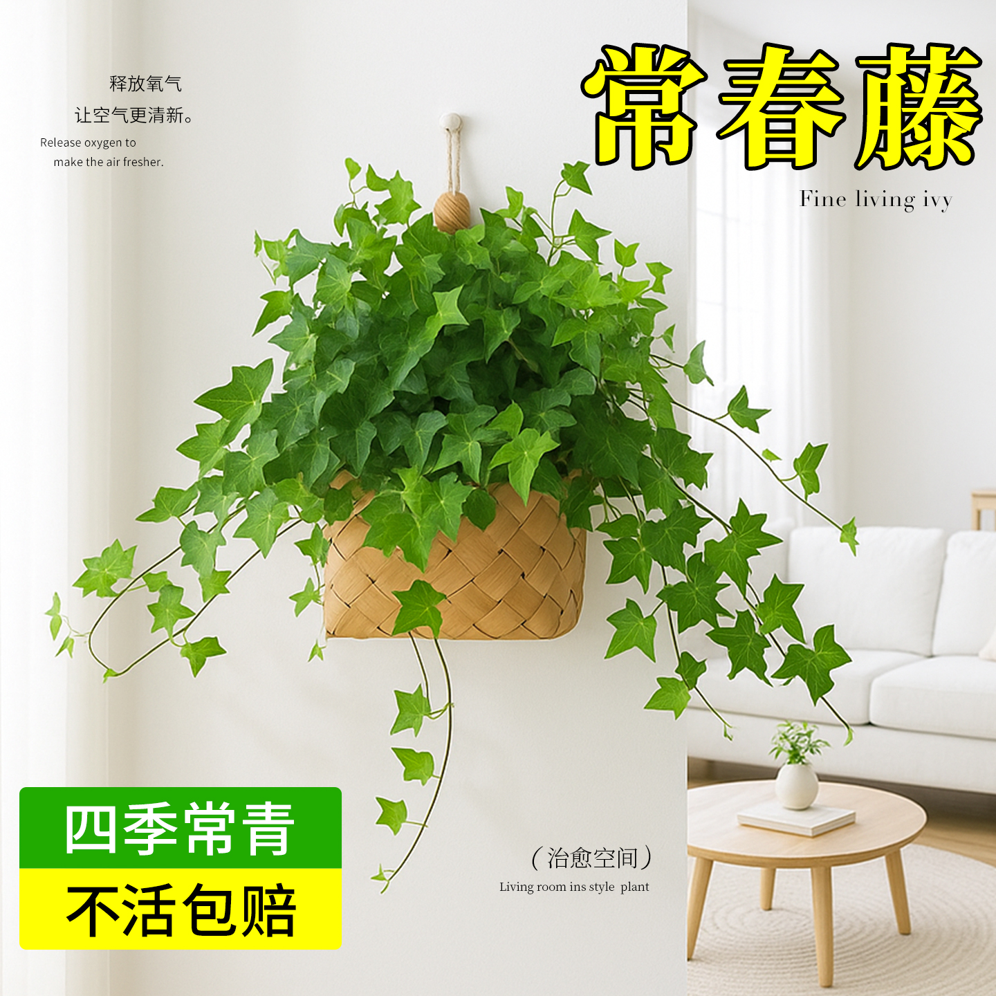 常春藤垂吊绿植盆栽室内植物客厅壁挂装饰办公室阳台吊兰四季常青