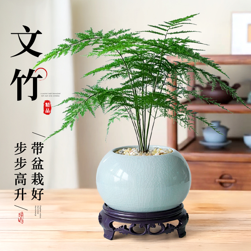 文竹盆栽室内办公室工位盆景绿植高级感客厅桌面摆件花卉四季好养