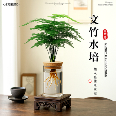 文竹水培植物绿植客厅办公室内桌面禅意盆栽水养绿萝花卉四季好养