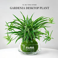 Hydroponic golden-edge spider plant, all-season indoor potted plant, roll-leaf hanging flower, green plant, living room, office, desktop potted plant thumbnail 2