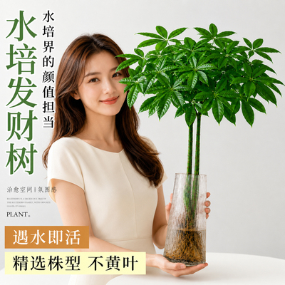 发财树水培植物室内好养