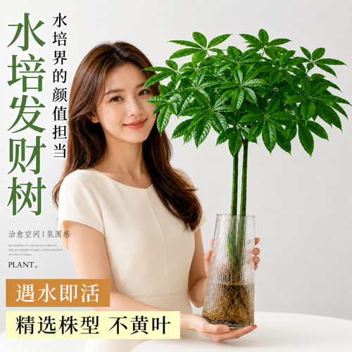发财树水培植物室内好养