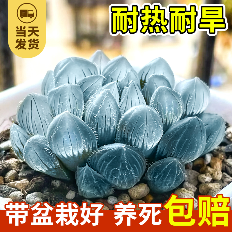 蓝镜多肉植物玉露花卉幼儿园办公室内冷门懒人桌面稀有小盆栽蓝色