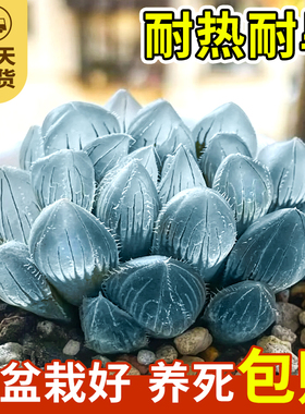 蓝镜多肉植物玉露花卉幼儿园办公室内冷门懒人桌面稀有小盆栽蓝色