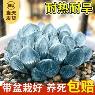 蓝镜多肉植物玉露花卉幼儿园办公室内冷门懒人桌面稀有小盆栽蓝色