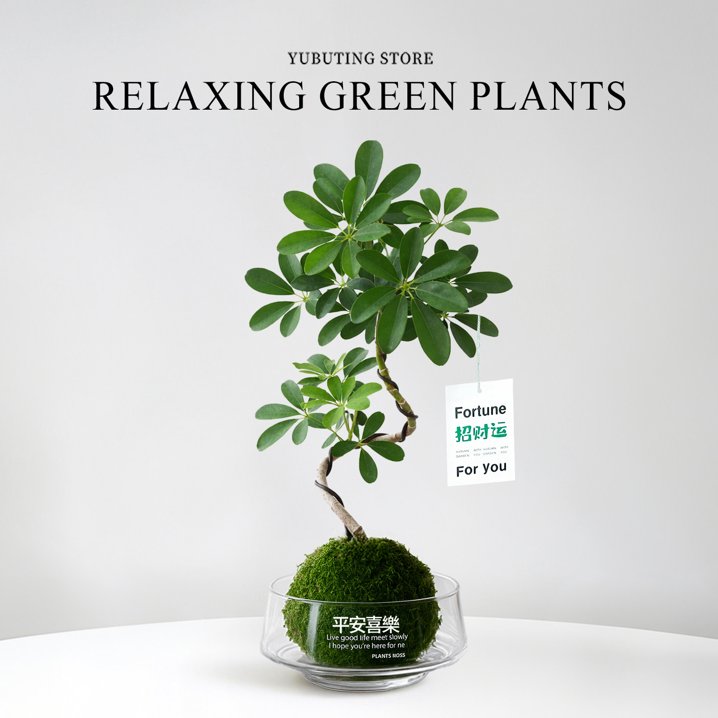 造型鸭脚木盆栽八方来财水培植物室内绿植办公室桌面盆景四季好养