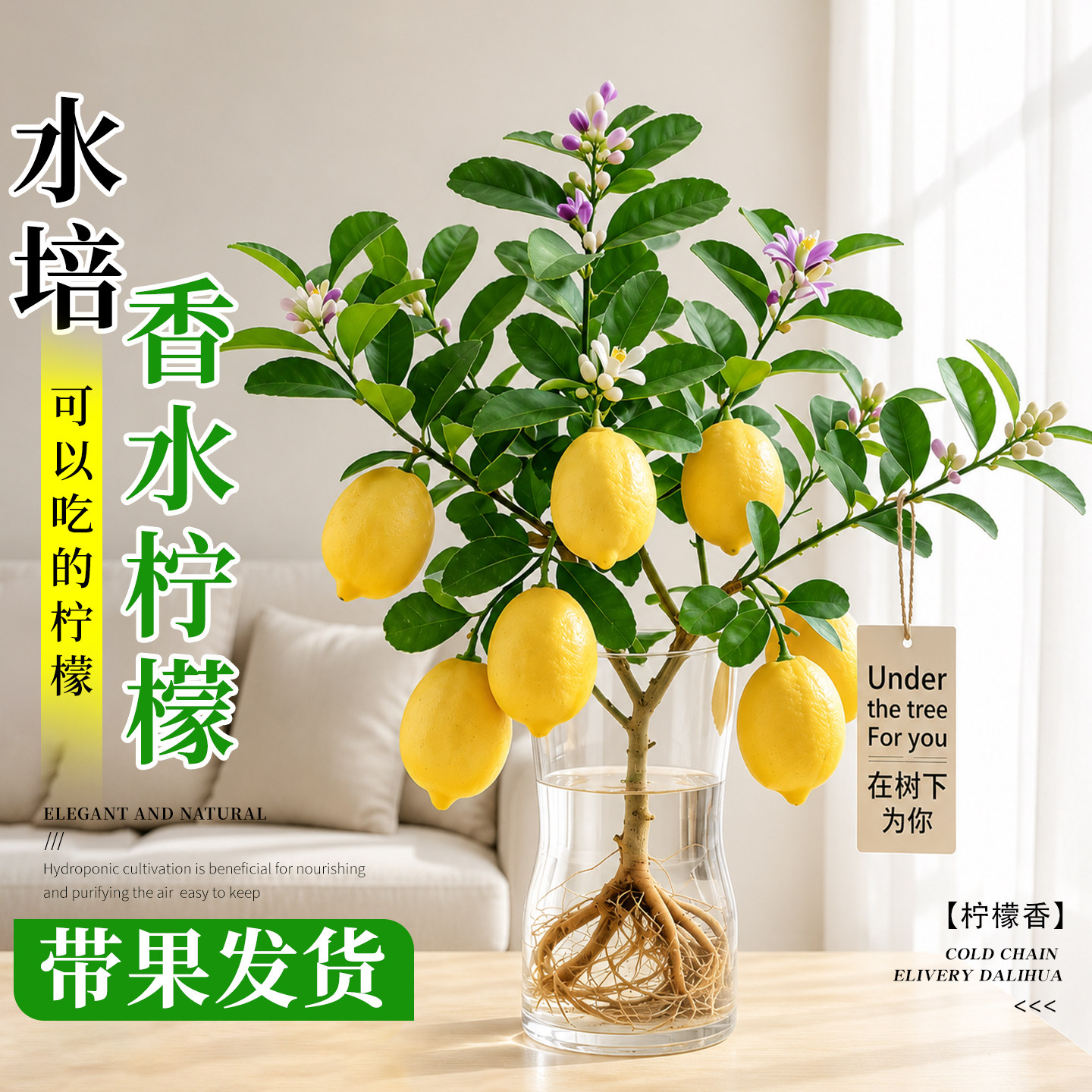 水培植物香水柠檬树盆栽图片
