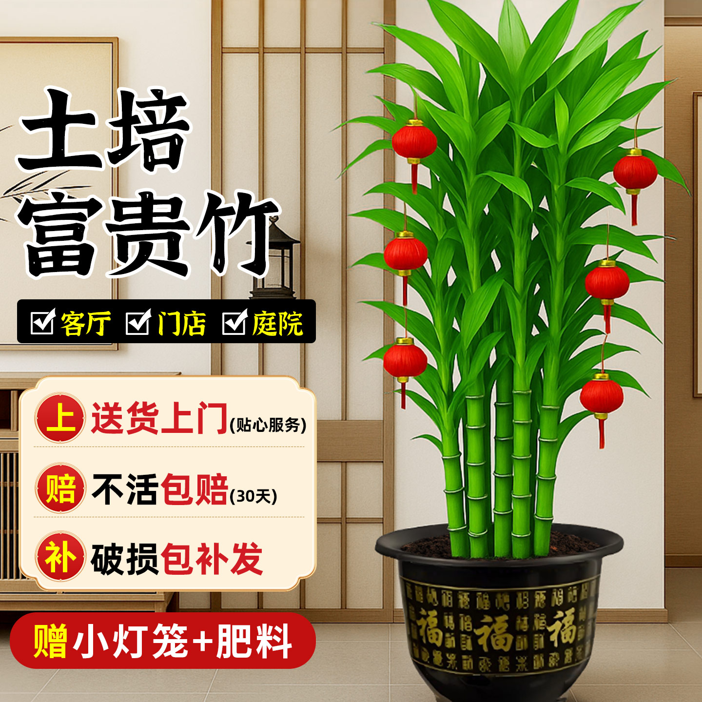 富贵竹大型绿植物盆栽