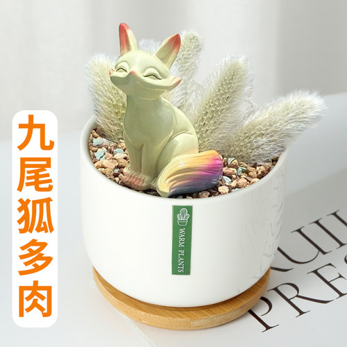 正版九尾狐  品质保证