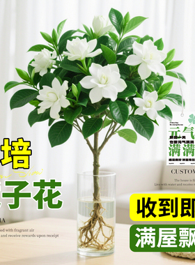 水培栀子花盆栽带花苞四季好养室内花卉绿植物办公室桌面水养鲜花