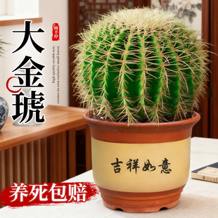 金虎仙人球大型绿植金琥办公室内盆栽仙人掌科类盆栽大号植物好养