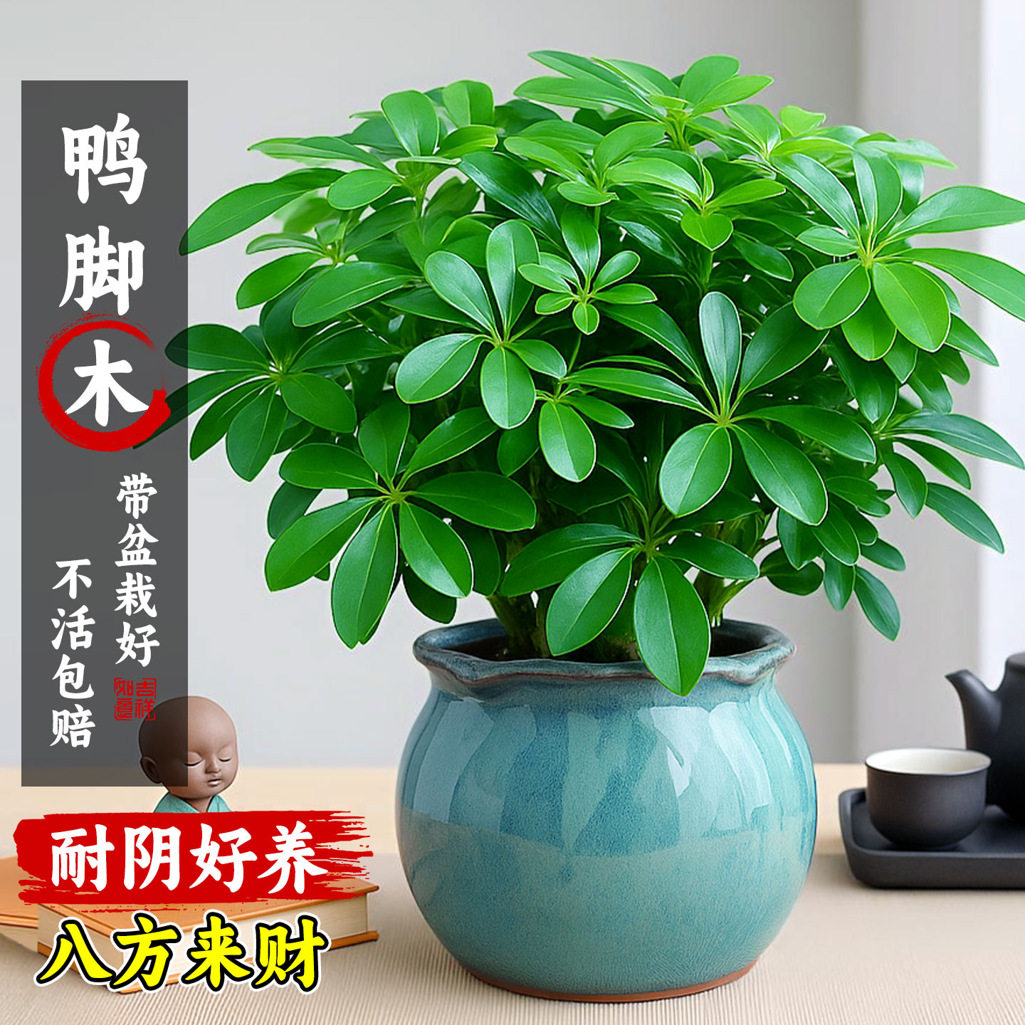 八方来财鸭脚木盆栽客厅办公室内桌面绿植物花卉净化空气景德镇瓷