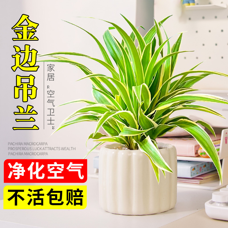 雨不停金边吊兰绿植花卉