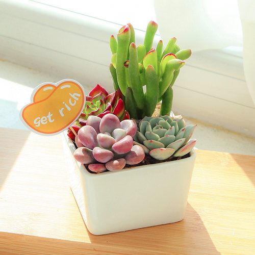 多肉植物白色陶瓷花盆
