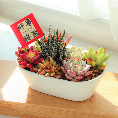 大棚直发多肉植物现挖现卖