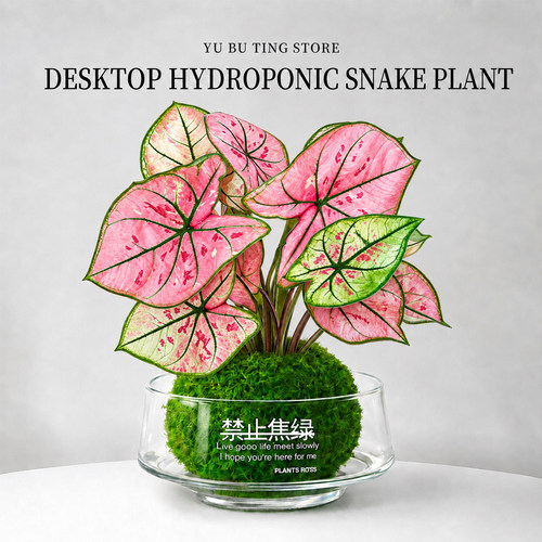 草莓彩叶芋水培植物室内好养花卉绿植客厅办公室桌面盆景净化空气