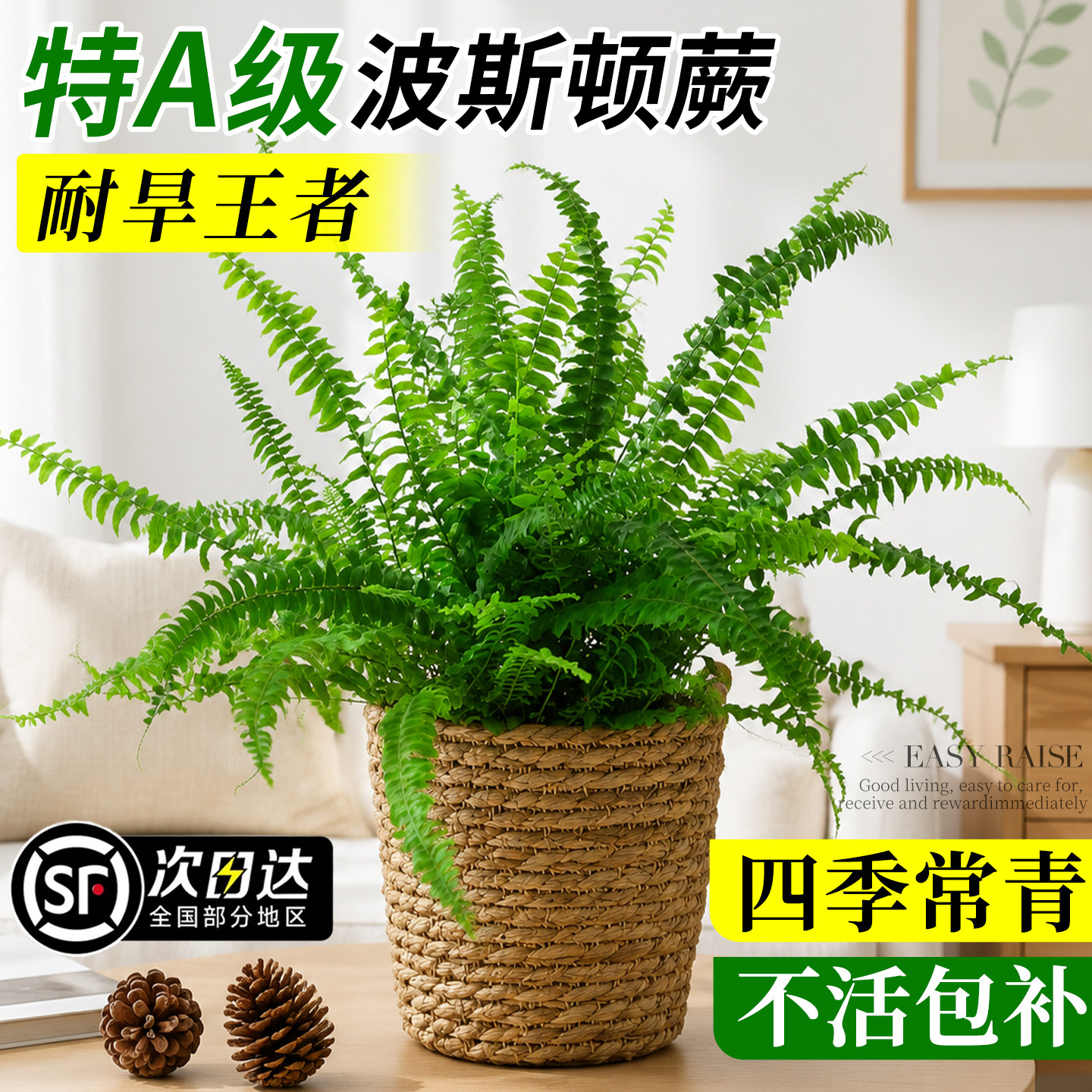 波士顿蕨绿植室内盆栽蕨类植物波斯顿蕨客厅办公桌面盆景四季常青图片