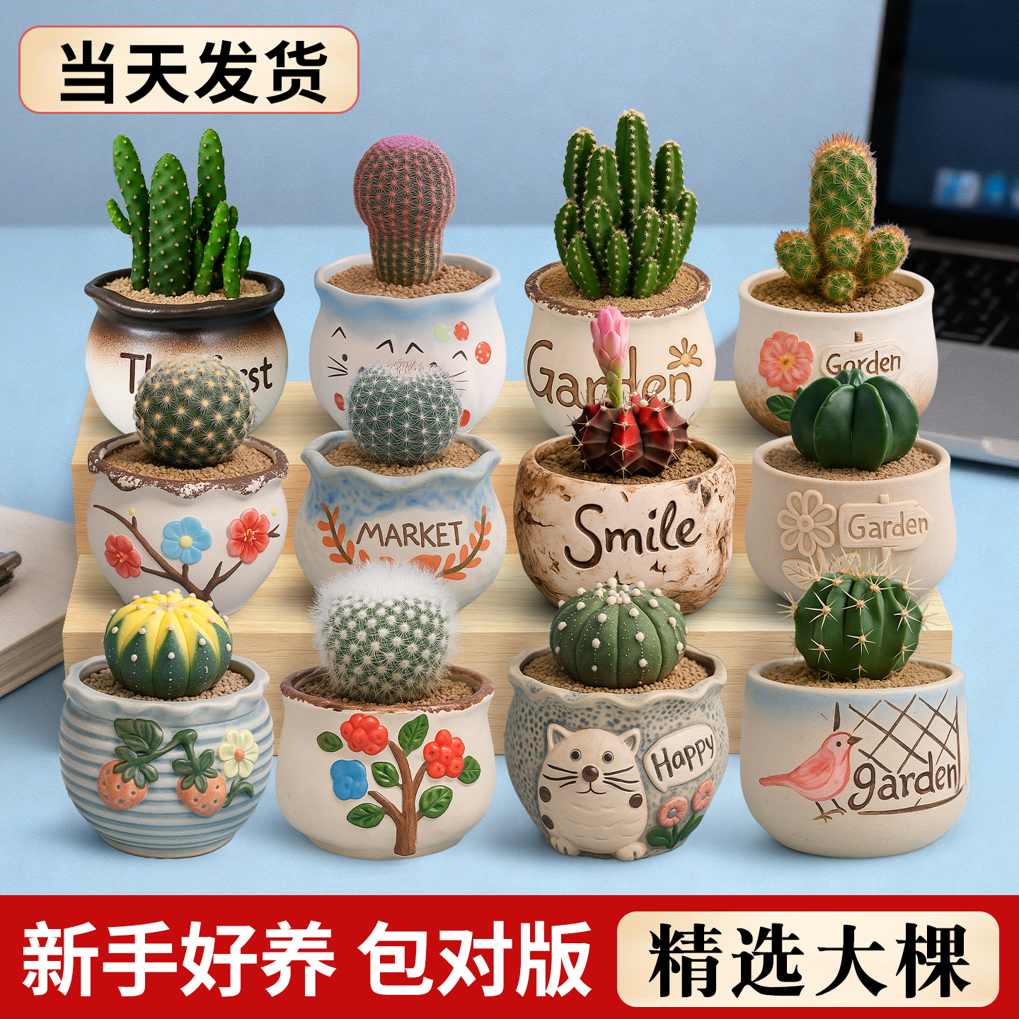 仙人球组合小盆栽多肉植物