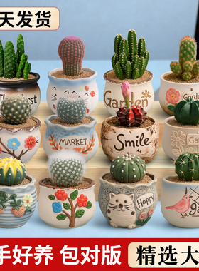 精品仙人球红太阳组合小盆栽多肉植物星兜仙人掌办公室内桌面绿植