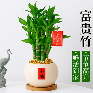 富贵竹盆栽绿植室内植物客厅招财四季竹子办公室桌面中式禅意盆景