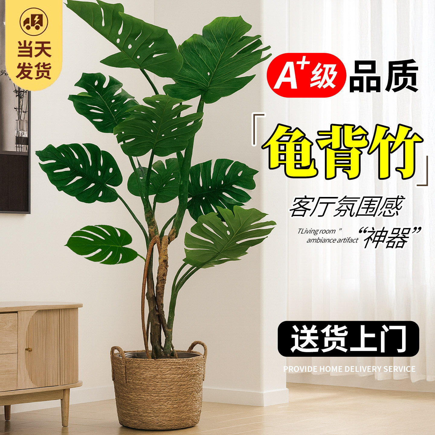 龟背竹大型绿植大叶提跟老桩开背客厅落地高级感四季常青室内植物图片