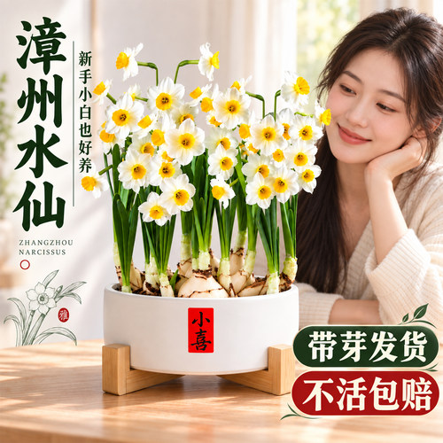 漳州水仙花种球水培植物盆栽室内办公室桌面绿植盆景摆件年宵花卉