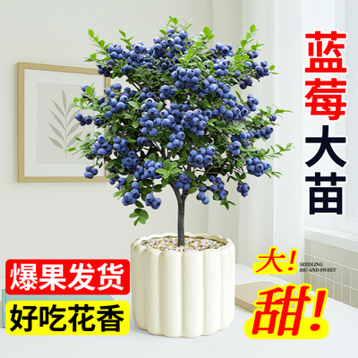 蓝莓树果苗盆栽带果发货