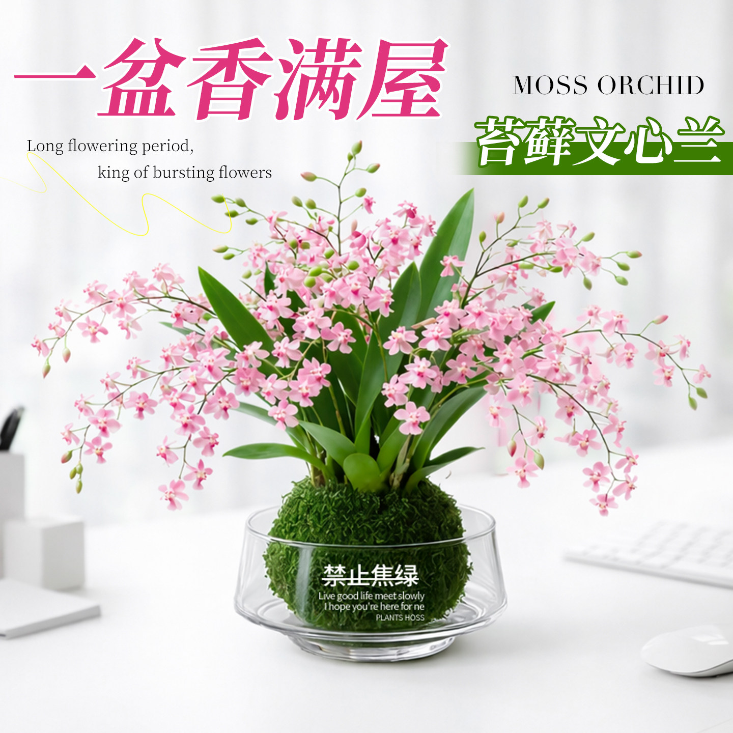 香水梦香文心兰带花苞盆栽梦香兰花卉绿植物水培室内盆栽兰花好养,鲜花速递/花卉仿真/绿植园艺,国兰/杂交兰/洋兰类,淘宝优惠券,粉丝福利购,淘宝优惠卷