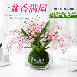 香水梦香文心兰带花苞盆栽梦香兰花卉绿植物水培室内盆栽兰花好养