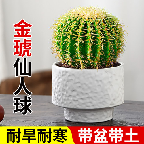 金虎金琥仙人球仙人掌科多肉植物组合小盆栽绿植办公客厅桌面好养