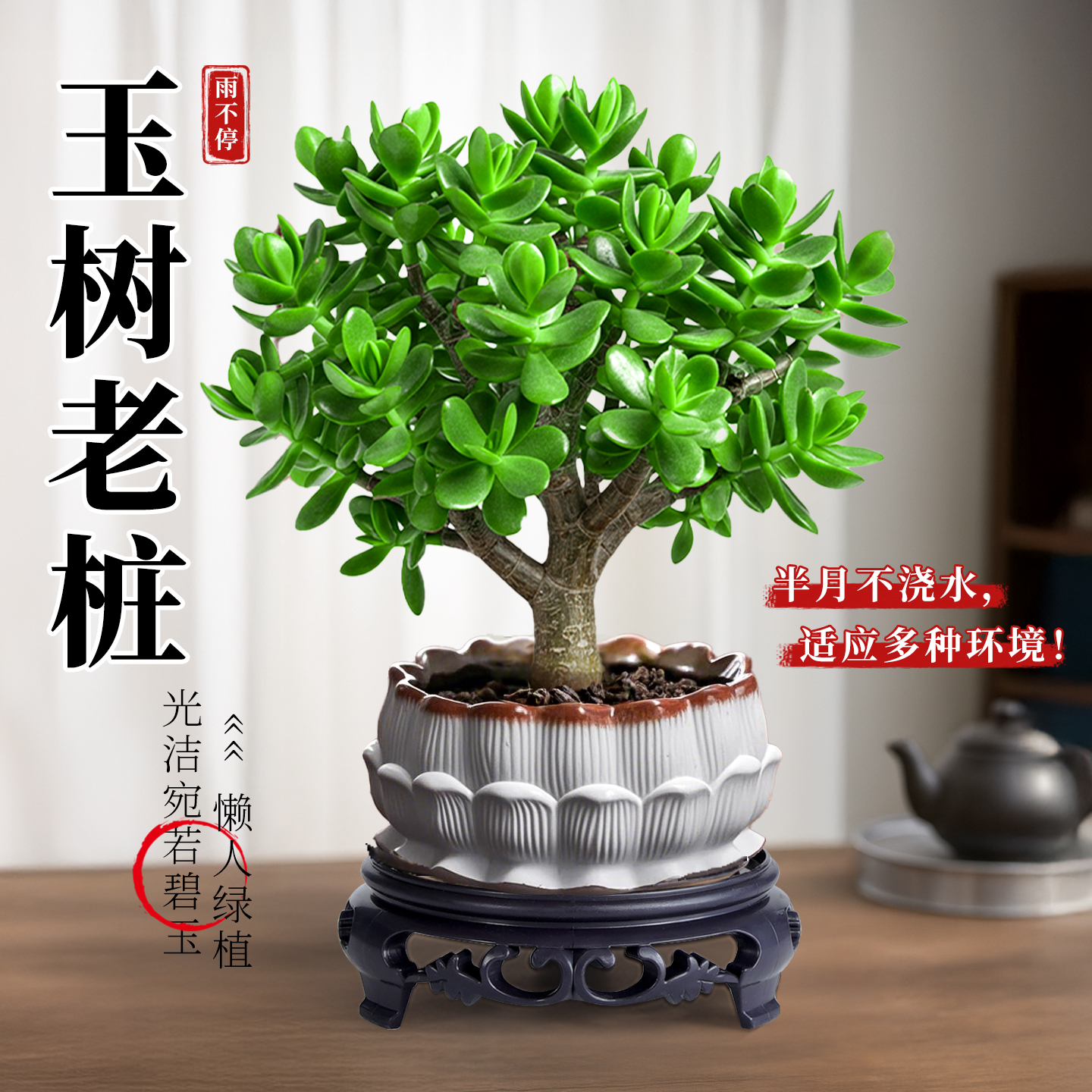 精品多肉玉树盆栽室内客厅办公室桌面绿植花卉盆景好养易活植物