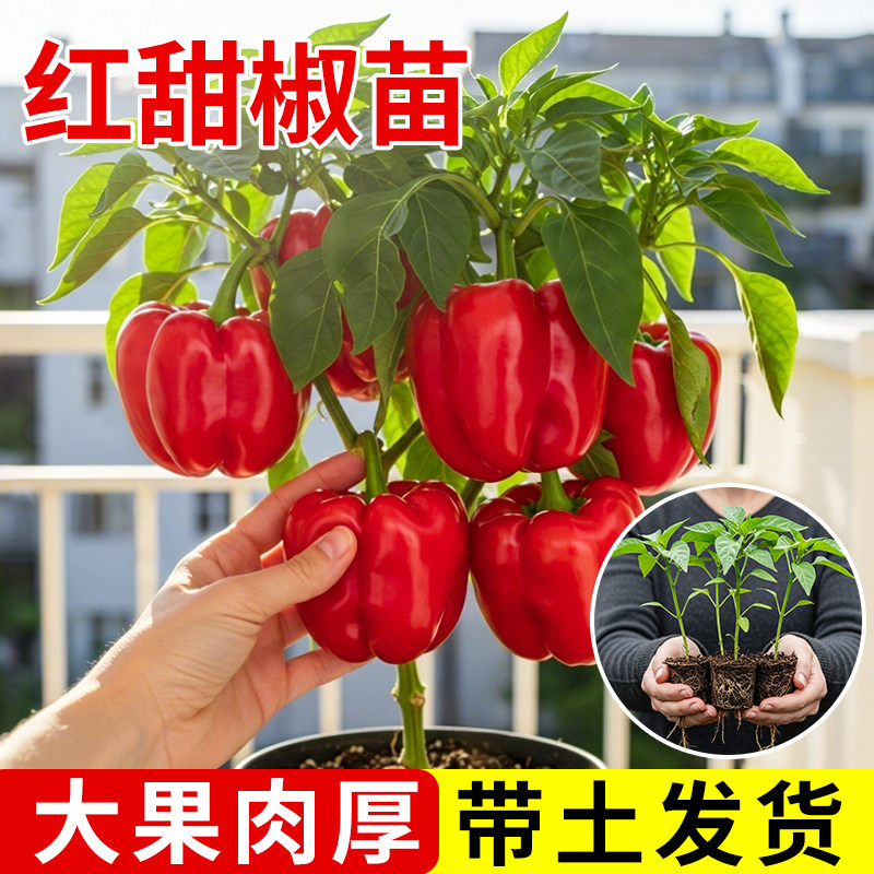五彩水果甜椒生吃秧苗有机阳台种植蔬菜盆栽室内植物室外庭院菜园