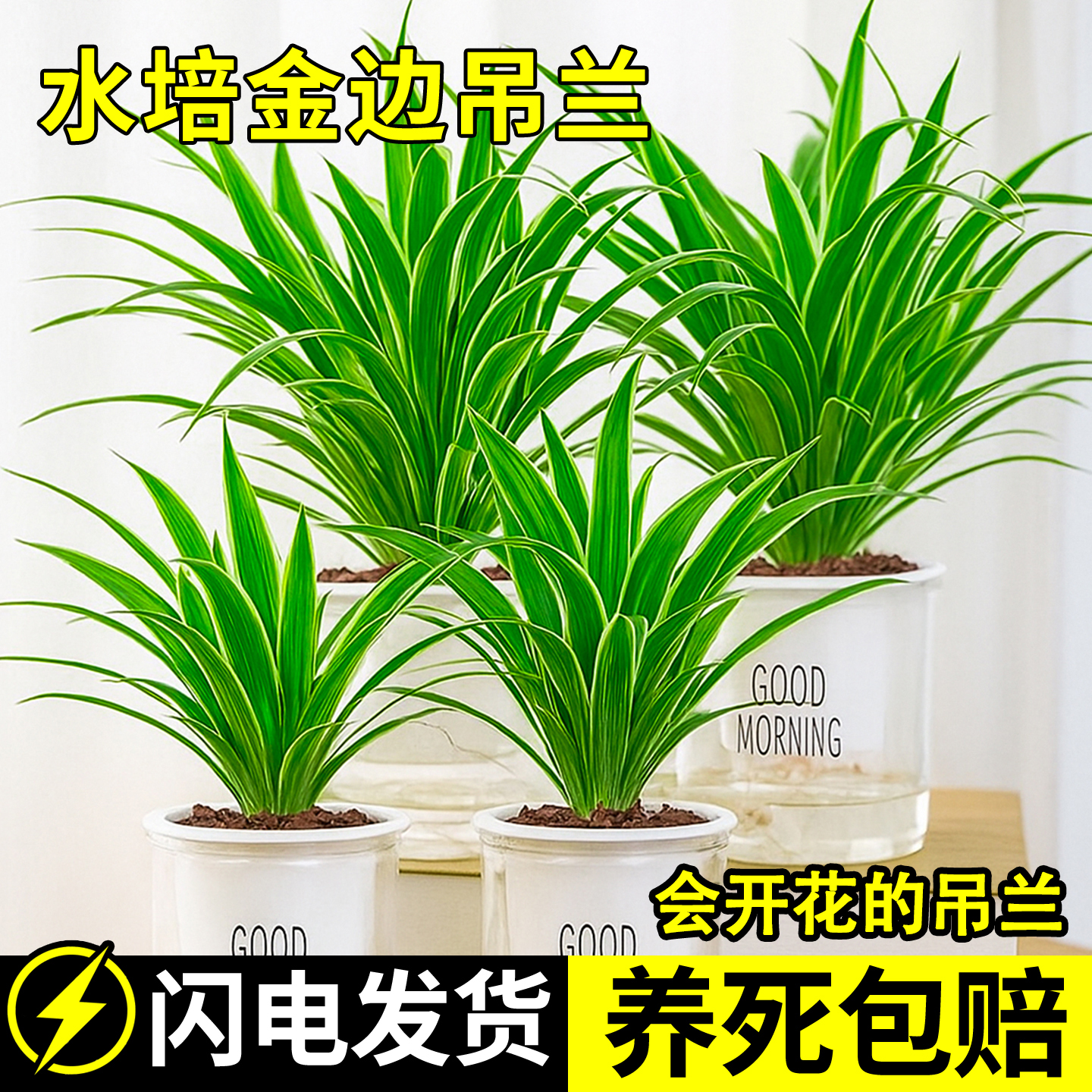 金边吊兰盆栽阳台绿植室内客厅植物花卉旺宅新房家用净化空气除醛