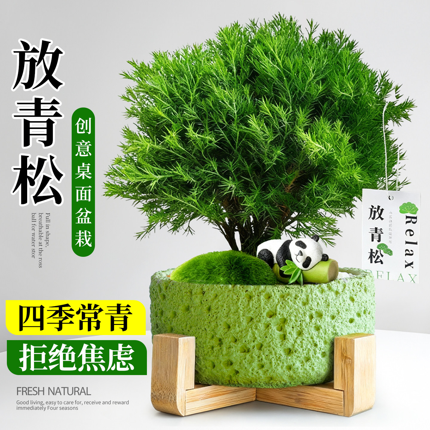 雾凇放青松绿植盆栽室内放轻松植物办公室桌面盆景摆件四季好养活 - 实物图