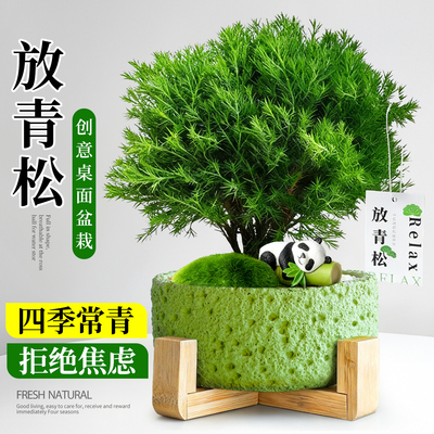 雾凇放青松绿植盆栽室内放轻松植物办公室桌面盆景摆件四季好养活