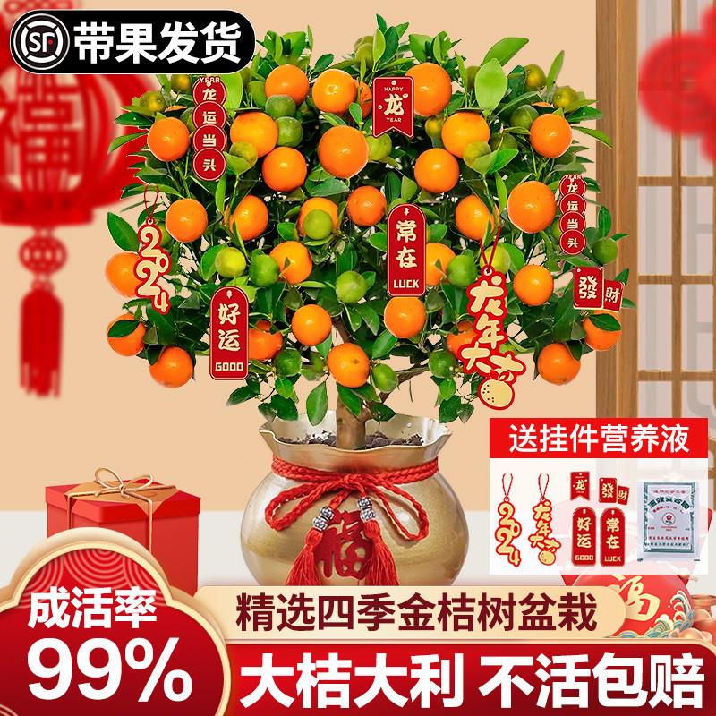 金桔树盆栽树苗可食用脆皮脆蜜橘子果树客厅四季室内沙砂糖桔带果