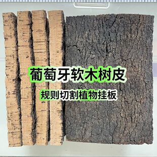 葡萄牙软木二层皮天然树皮蝴蝶兰鹿角蕨种植板纯天然真树皮挂板