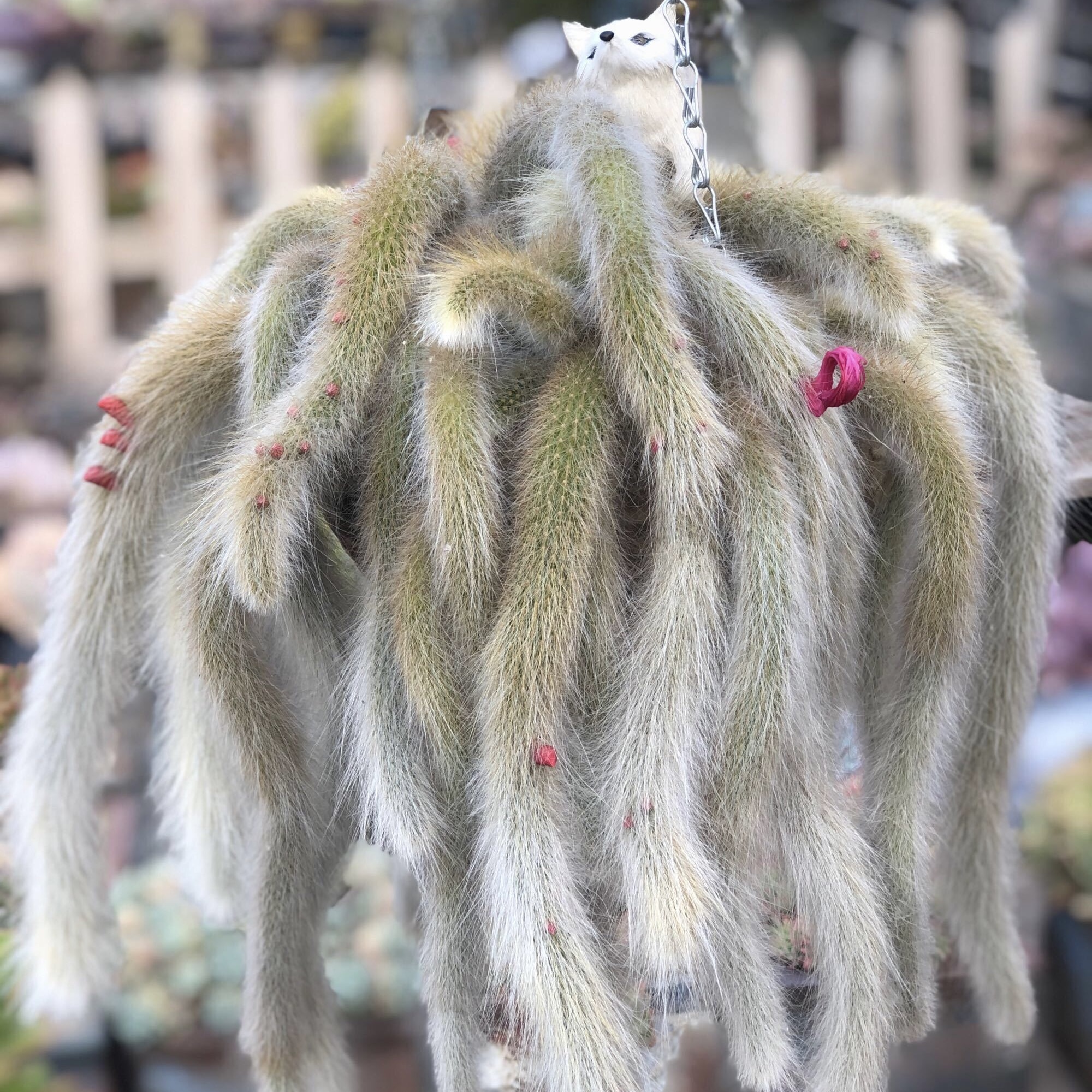 仙人掌嫁接扦插长白毛九尾狐枝条