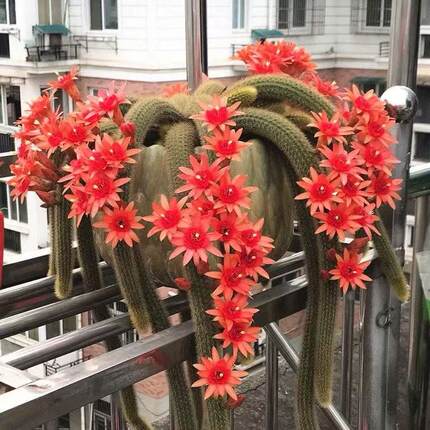 仙人球垂吊金妞仙人柱紫水晶双色黄花仙人指多肉绿植盆栽阳台庭院