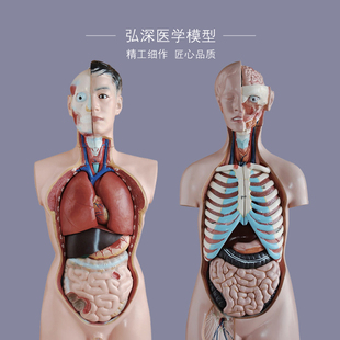 躯干模型人体内脏胸腹部器官解剖心肝脾肺肾五脏六腑医学教学拼装