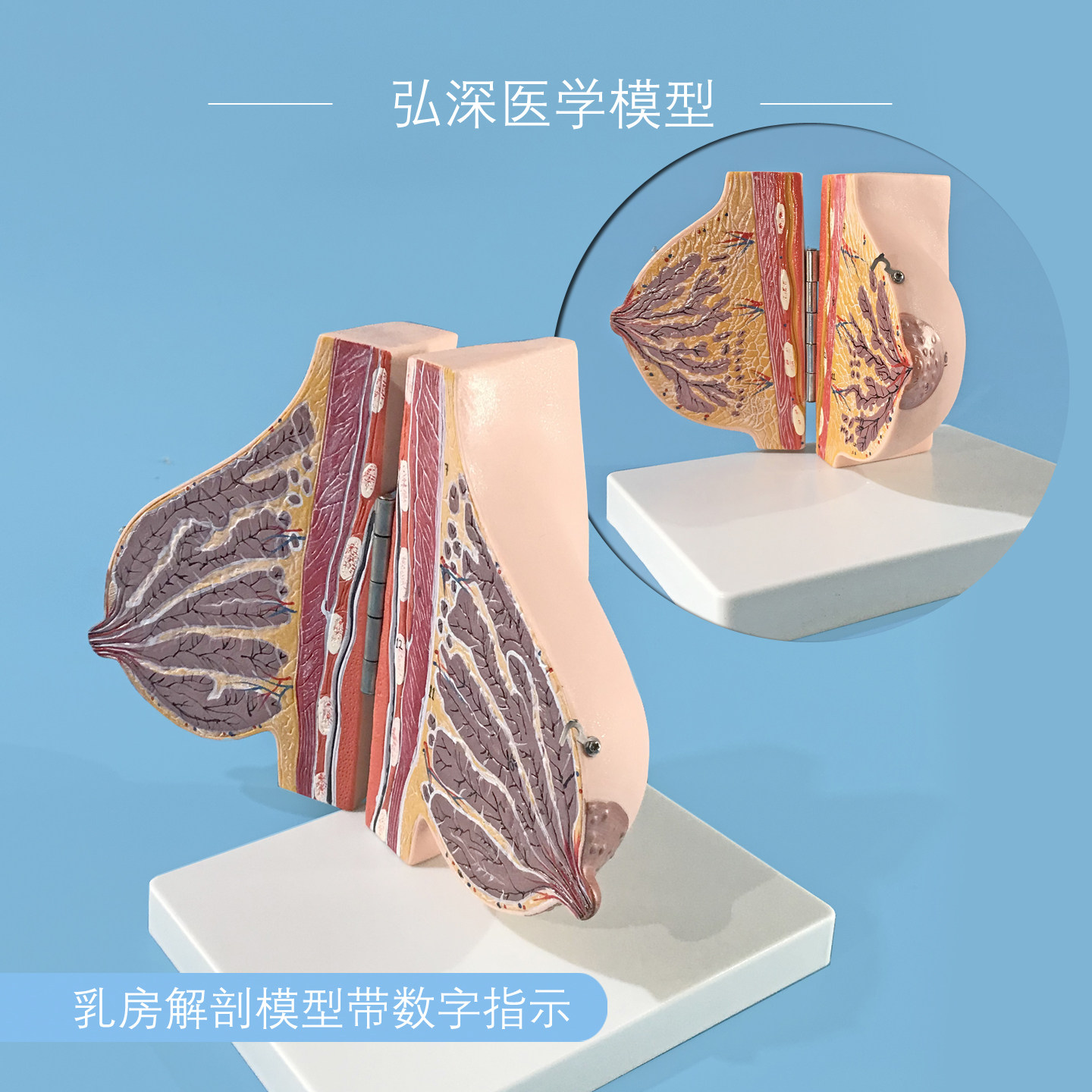 女性乳房模型胸部解剖乳腺结构带数字妇产科教学美容整形立体模具