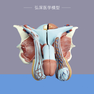 男性生殖系统模型人体生殖器官内外结构可拆解5部件医学教学模具