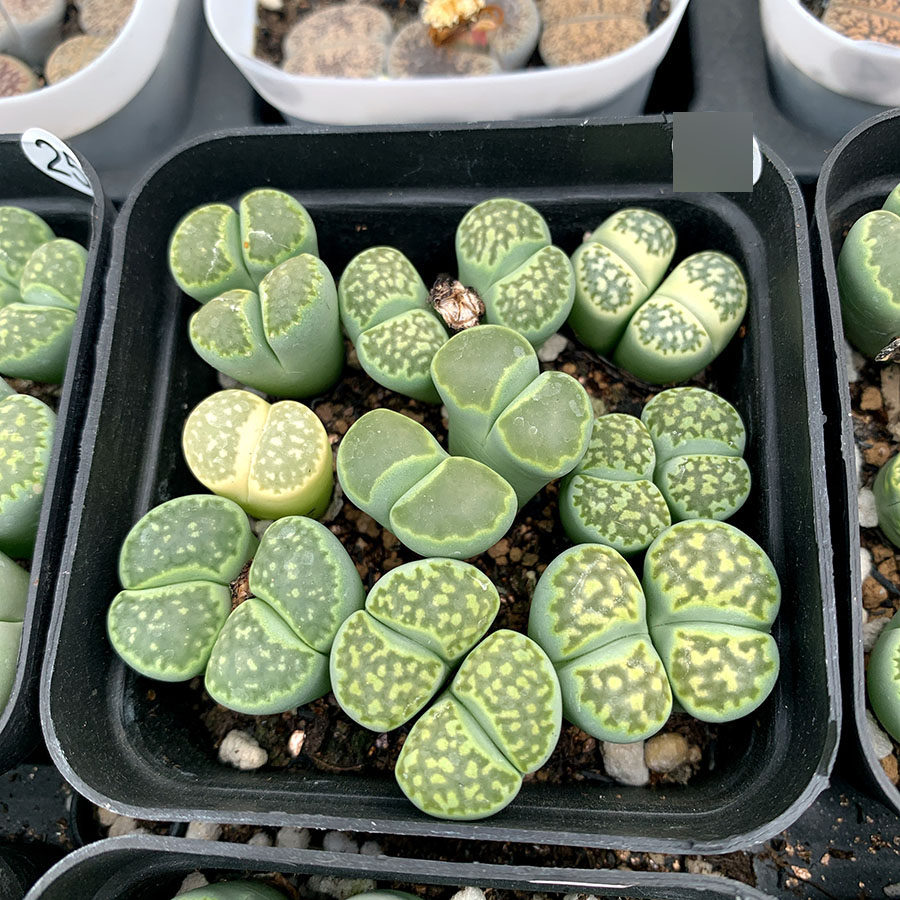 多肉植物生石花 四年绿福来玉 带盆发货 10.15更新 满38包邮