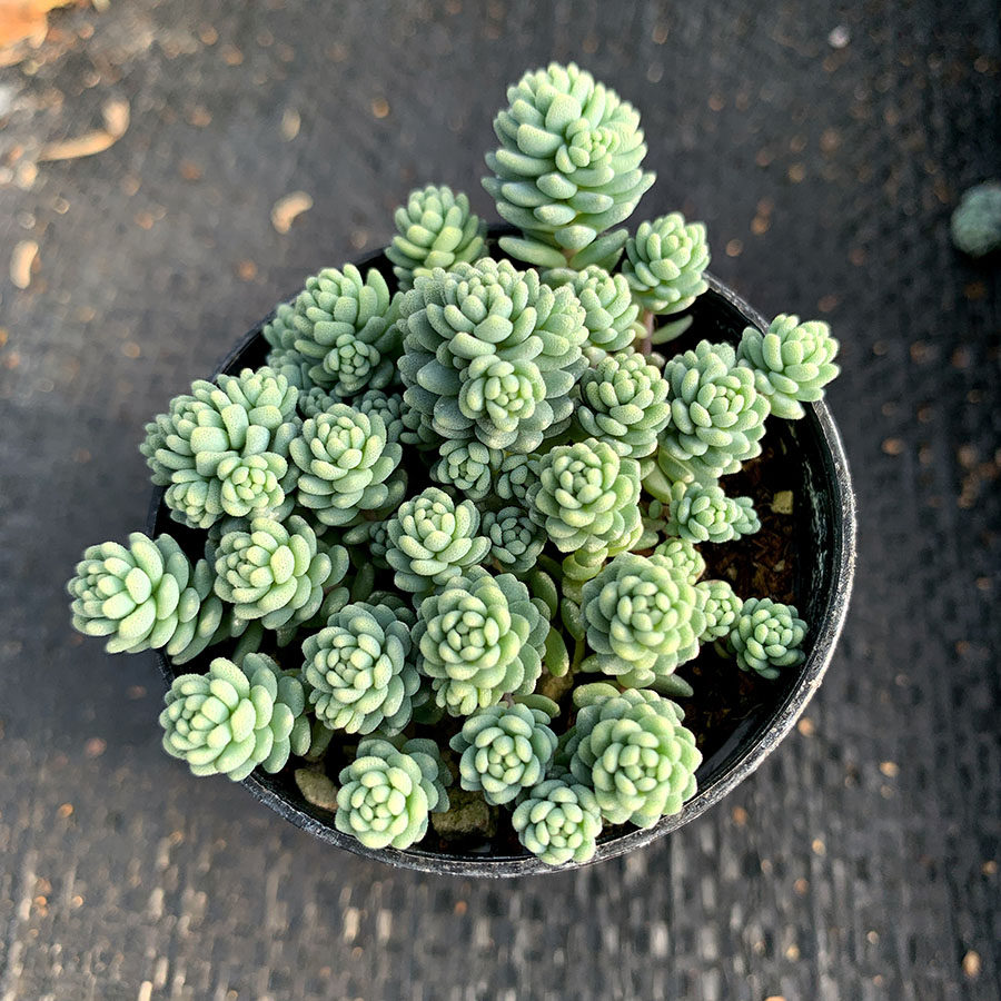 旋叶姬星美人 护盆草 易爆盆 景天科 多肉植物